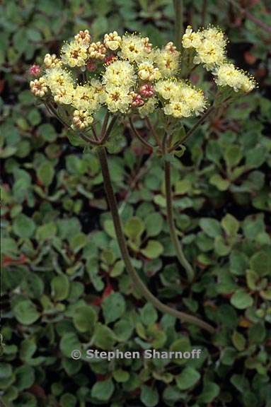 eriogonum ursinum var ursinum 1 graphic